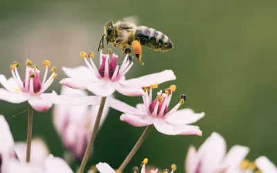 HUMMING ed i benefici scientifici della meditazione.